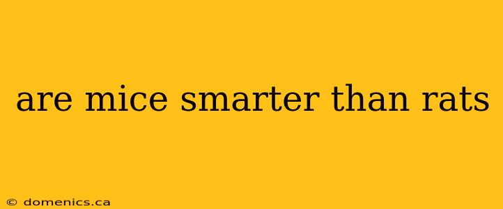 are mice smarter than rats