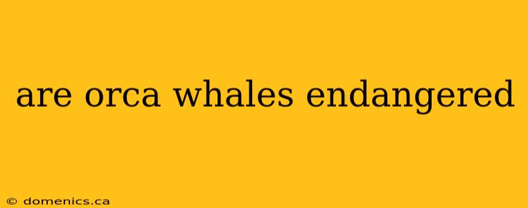 are orca whales endangered