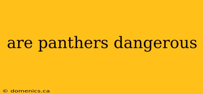 are panthers dangerous