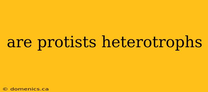 are protists heterotrophs