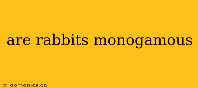 are rabbits monogamous