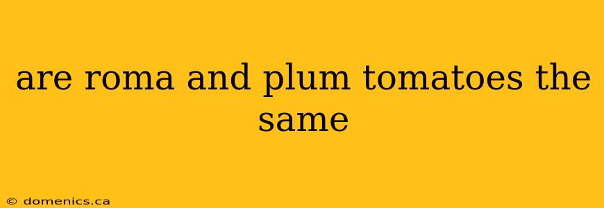 are roma and plum tomatoes the same