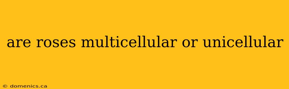 are roses multicellular or unicellular