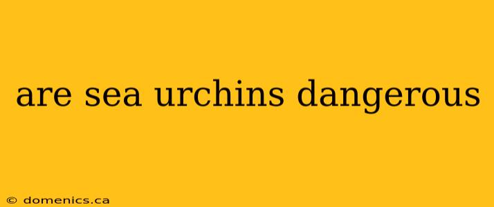 are sea urchins dangerous