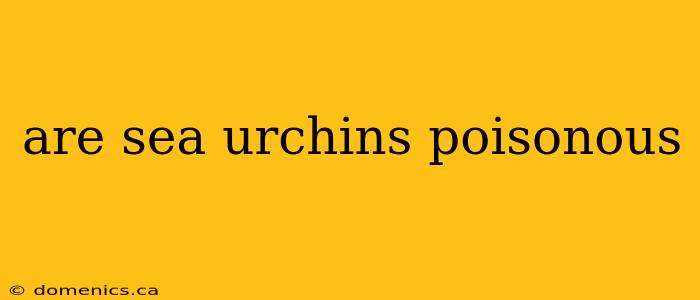 are sea urchins poisonous