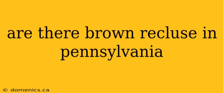 are there brown recluse in pennsylvania