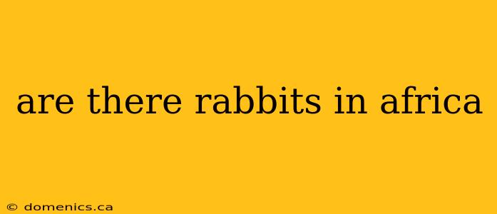 are there rabbits in africa