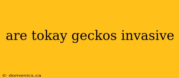 are tokay geckos invasive