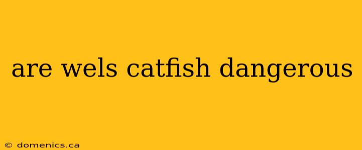 are wels catfish dangerous