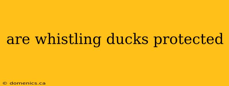 are whistling ducks protected