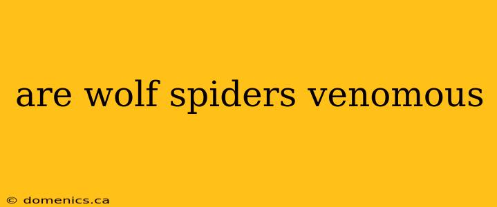 are wolf spiders venomous