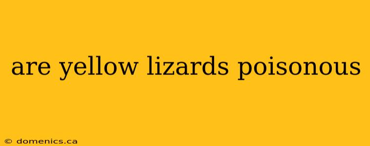 are yellow lizards poisonous