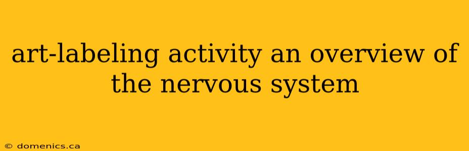 art-labeling activity an overview of the nervous system