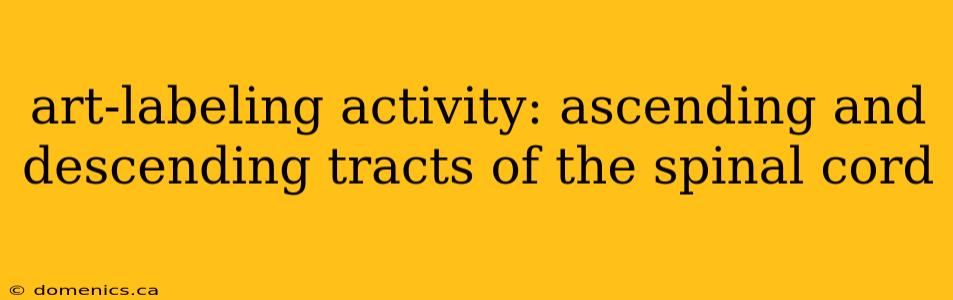 art-labeling activity: ascending and descending tracts of the spinal cord