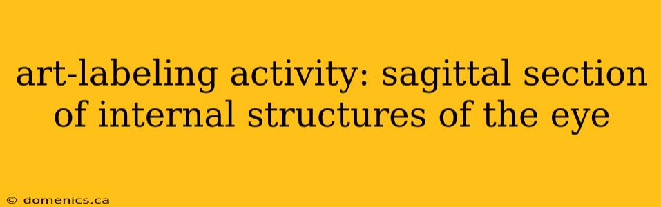 art-labeling activity: sagittal section of internal structures of the eye
