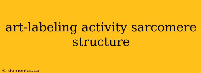 art-labeling activity sarcomere structure