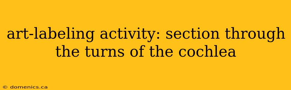 art-labeling activity: section through the turns of the cochlea