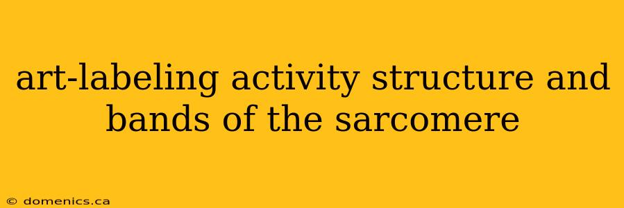 art-labeling activity structure and bands of the sarcomere