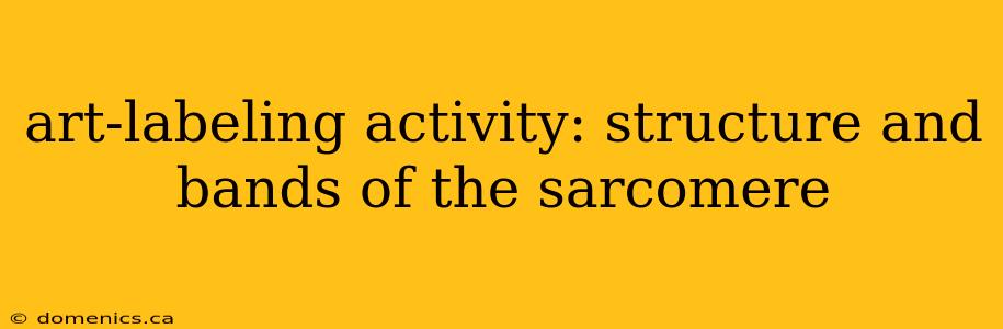 art-labeling activity: structure and bands of the sarcomere