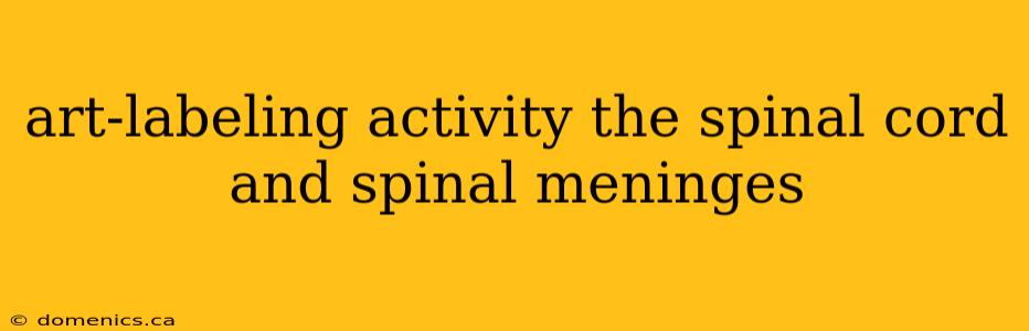 art-labeling activity the spinal cord and spinal meninges