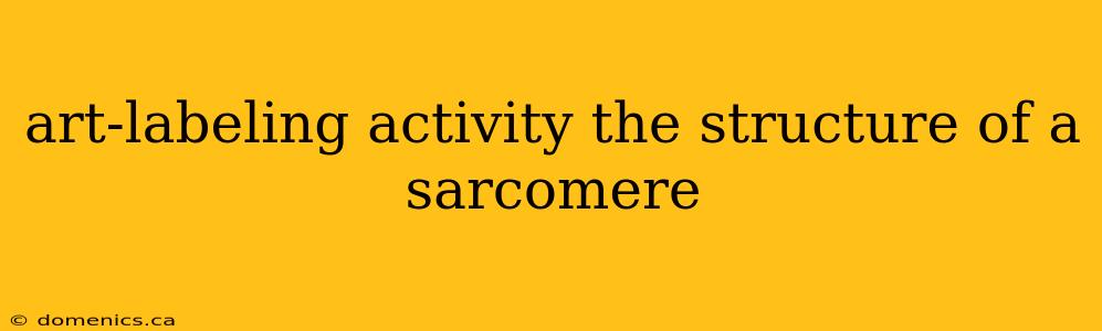 art-labeling activity the structure of a sarcomere