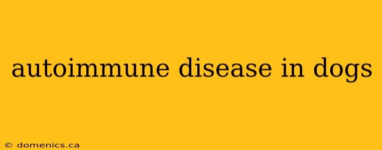 autoimmune disease in dogs