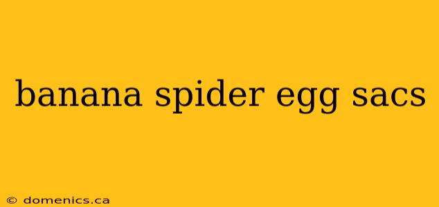 banana spider egg sacs