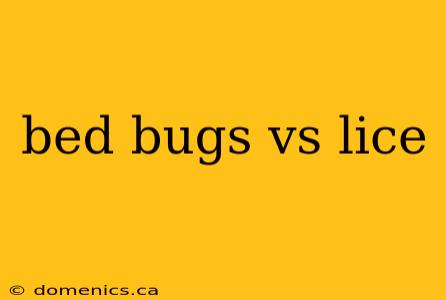 bed bugs vs lice