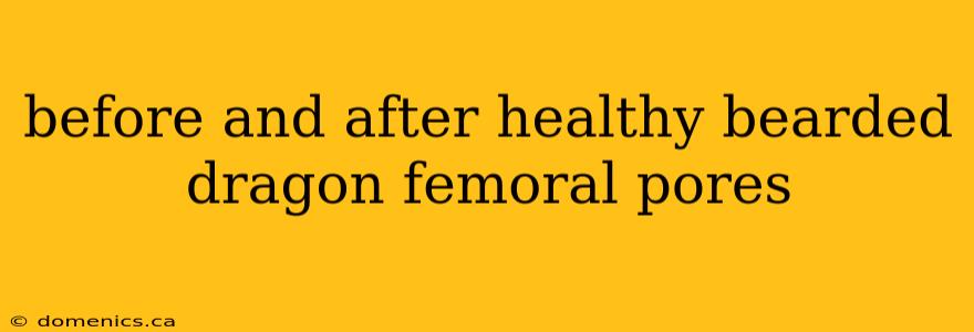 before and after healthy bearded dragon femoral pores
