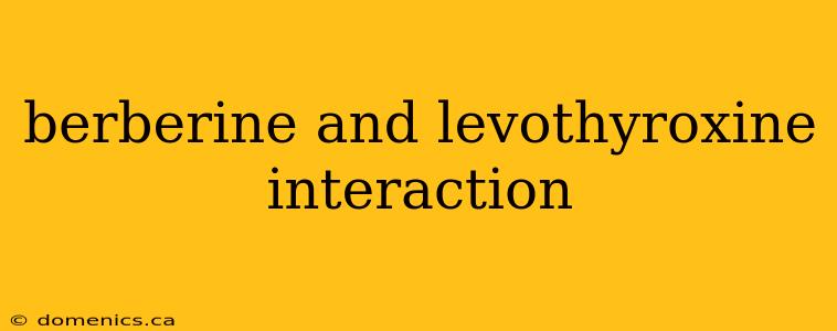 berberine and levothyroxine interaction