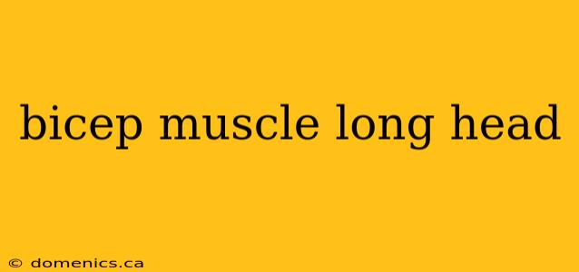 bicep muscle long head