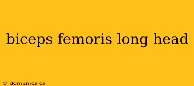 biceps femoris long head