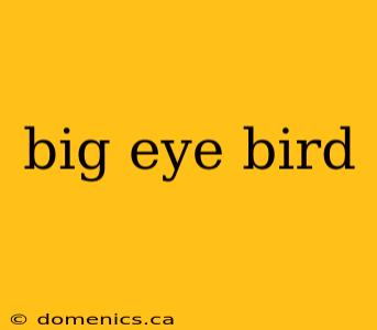 big eye bird