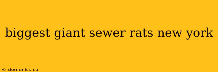 biggest giant sewer rats new york