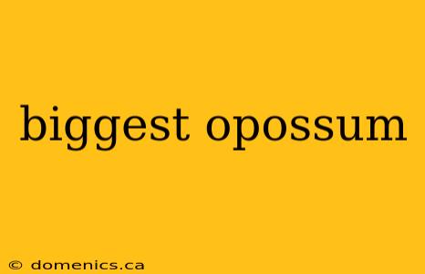 biggest opossum