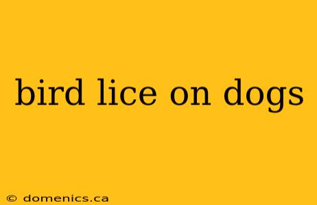 bird lice on dogs