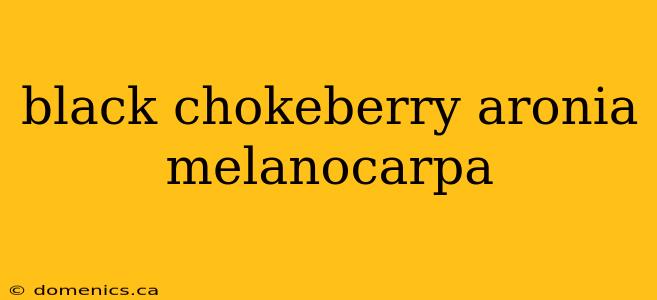 black chokeberry aronia melanocarpa