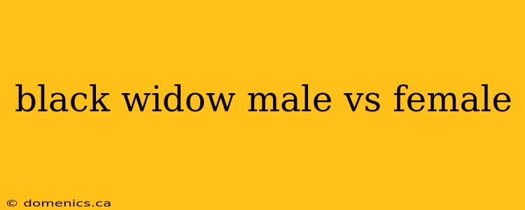 black widow male vs female