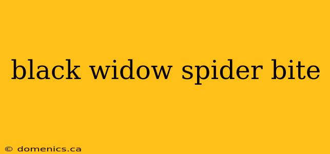 black widow spider bite