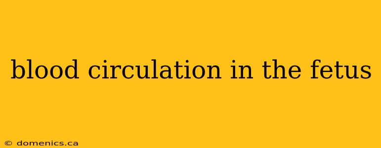 blood circulation in the fetus