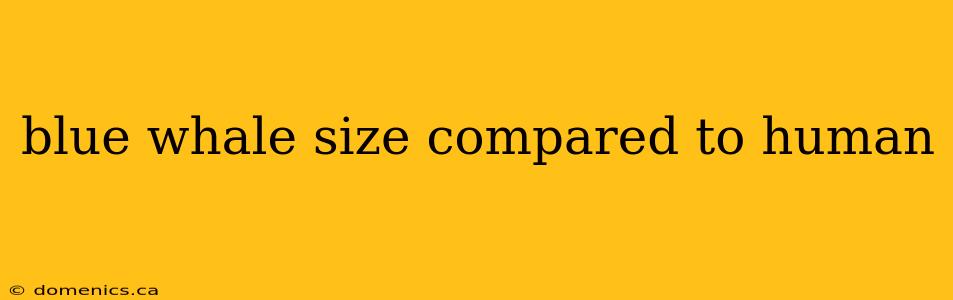 blue whale size compared to human
