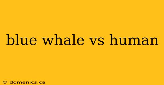 blue whale vs human