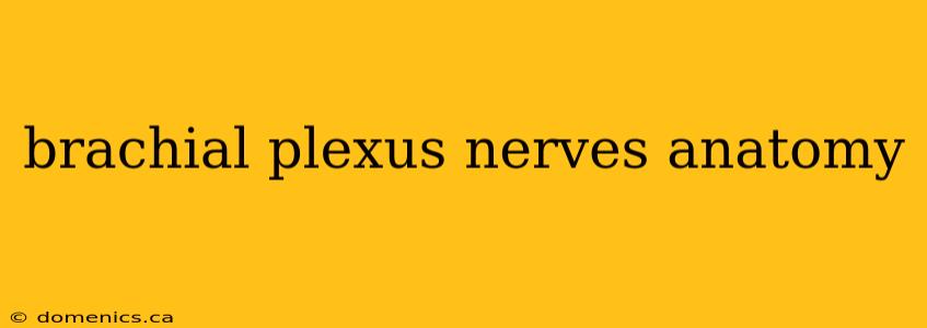 brachial plexus nerves anatomy