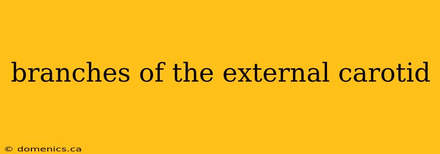 branches of the external carotid