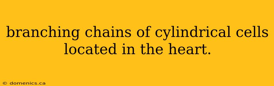 branching chains of cylindrical cells located in the heart.