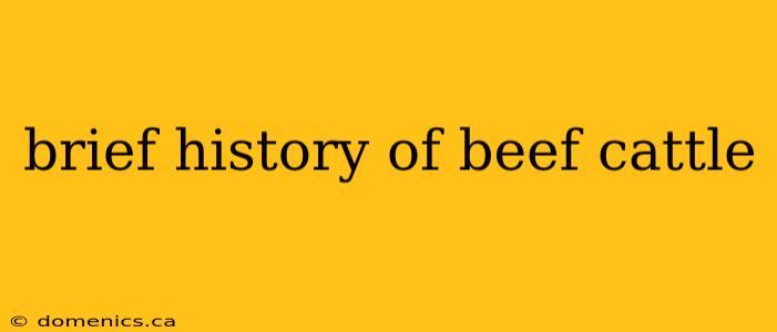 brief history of beef cattle