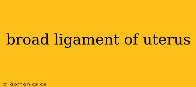 broad ligament of uterus