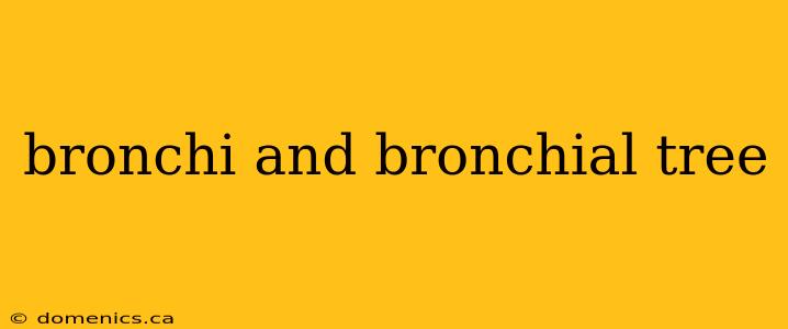 bronchi and bronchial tree