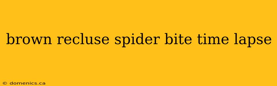 brown recluse spider bite time lapse