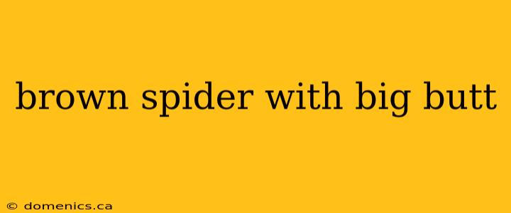 brown spider with big butt